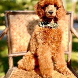 Lentils - Poodle puppy from Canine Castle of Cleveland