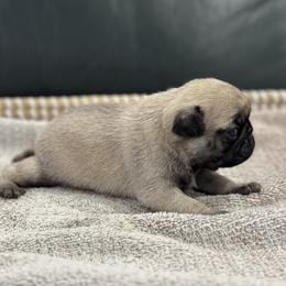 Boy 3 - male Pug puppy in Troutman, North Carolina from Ohana Pugs