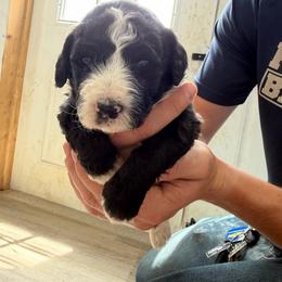 Lima bean - Pink - Black and white female Aussiedoodle puppy in Eolia, Missouri from Barefoot Kennel