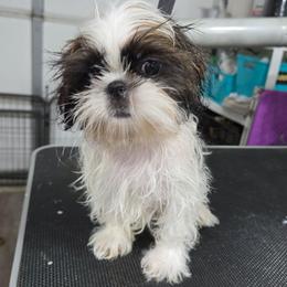Monroe - Red and white male Shih Tzu puppy in Riverside, California from Raincross Shih Tzu