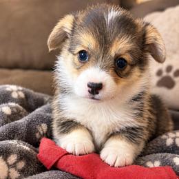 Onyx - Black and tan female Pembroke Welsh Corgi puppy in Abingdon, Virginia from Em-K Kennels