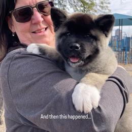 AKC Female 'Nori' - Brown, black overlay female Akita puppy in Tombstone, Arizona from WeVolution Off-Grid