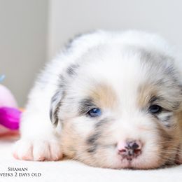 Australian Shepherd Puppies from RemEmber Australian Shepherds