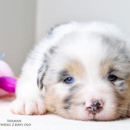 Australian Shepherd Puppies from RemEmber Australian Shepherds