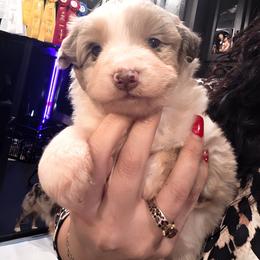 Red Merle Boy 2 - Red merle male Miniature American Shepherd puppy in Vivian, Louisiana from Jem Miniature American Shepherds