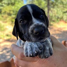 Basil - orange collar - Black roan male German Shorthaired Pointer puppy in Mokelumne Hill, California from Underhill GSP