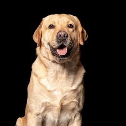 Cairo - Labrador Retriever