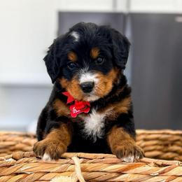 Rad - Tri-color male Bernedoodle puppy in West Haven, Utah from Split Mountain Doodles