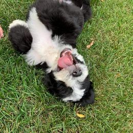 Sheepadoodle Puppies from Oak Valley Kennels