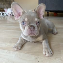 Zendara - French Bulldog