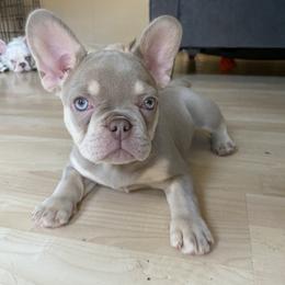 Zendara - French Bulldog