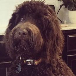 Labradoodles from Our Lovable Labradoodles