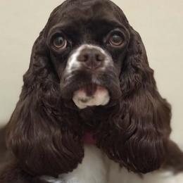 Cocker Spaniels, Goldendoodles, Golden Retrievers, and Poodles from Elliott's Elite Puppies