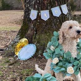 Goldendoodles from Remi Rae's Doodles