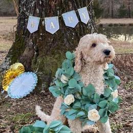 Goldendoodles from Remi Rae's Doodles