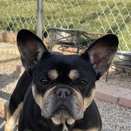 Winnie - French Bulldog