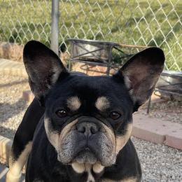 Winnie - French Bulldog