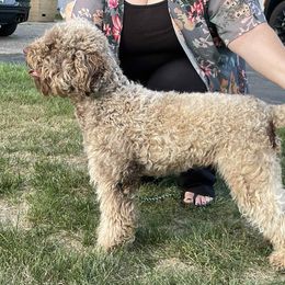 Hazel - Lagotto Romagnolo