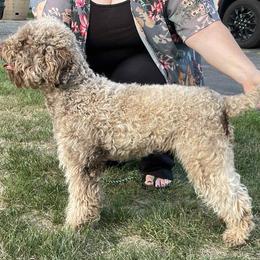 Hazel - Lagotto Romagnolo