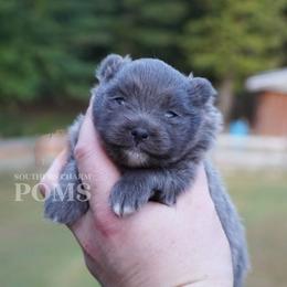Bella - Blue female Pomeranian puppy in Kingston, Georgia from Southern Charm Poms