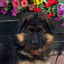 Girl 2 - Black and red female German Shepherd puppy in Quincy, Washington from Sir Puente German Shepherds