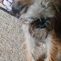 Brussels Griffons from Carol's Brussels Griffon