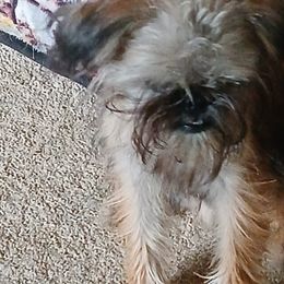 Brussels Griffons from Carol's Brussels Griffon