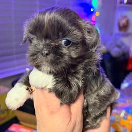 Silver blue girl - Blue female Shih Tzu puppy in Citrus Heights, California from The Lion dog Shih Tzu