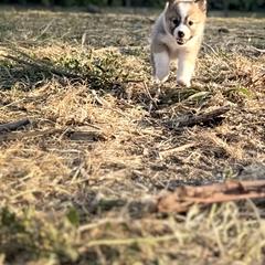 Icelandic Sheepdog Puppies from Hjarta Icelandics