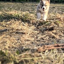 Icelandic Sheepdog Puppies from Hjarta Icelandics