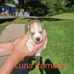 Pomsky Puppies from Paw-lenty of Pomskies