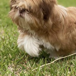 Shih Tzus from Precious Pup ShihTzu