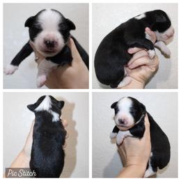 Lime - Black tri male Miniature Australian Shepherd puppy in Iola, Texas from MK Aussies