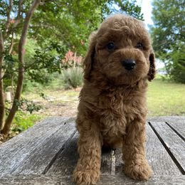 Johnny - Red  male Goldendoodle puppy in Texas from Doodles Divine