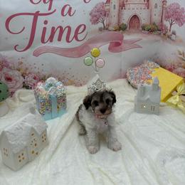 Faye - Parti female Miniature Schnauzer puppy in St. Cloud, Florida from Koki’s Paws Legacy