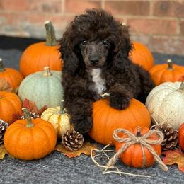 Rusty Girl (Miniature Poodle) - Sable female Poodle puppy in Southfield, Michigan from Standard Hearts