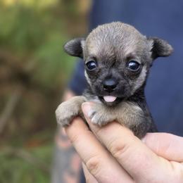 Wolfie - Black sabled fawn male Chihuahua puppy in East Camden, Arkansas from RoyAl