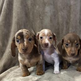 Dachshund Puppies from Carter's Kennels