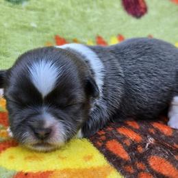 Blue and White Female 2 - Blue and white female Shih Tzu puppy in Oakville, Washington from Garrard Creek Shih Tzus