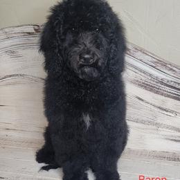 Baron (Red Collar) - Black male Goldendoodle puppy in Scurry, Texas from 07 Seven Oaks Goldens and Doodles