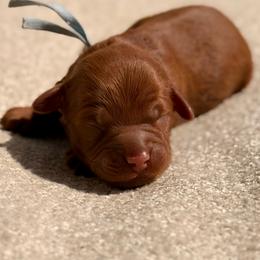 Gavin (blue collar) - Red  male Goldendoodle puppy in Blanchard, Oklahoma from Dream Doodles by Dondi