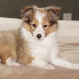 Rottweiler and Shetland Sheepdog Puppies from Mountain High Kennels