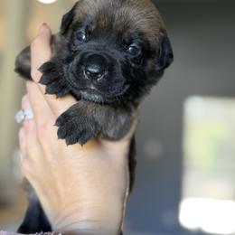 Girl 5 Kiera - Fawn female Cane Corso puppy in Sandia, Texas from OneTime Cane Corso