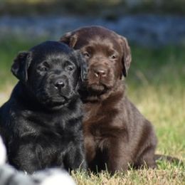Labrador Retriever Puppies from Startop Labradors