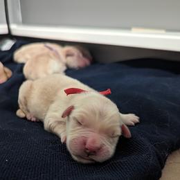Golden Retriever Puppies from Goldens of Heritage Oaks