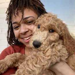 Goldendoodle Puppies from Golden Cuddle Pups