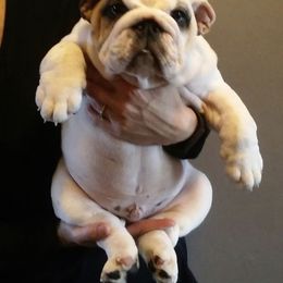 Bulldog Puppies from Farm Strong Bulldogs