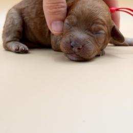 REd - Red female Australian Labradoodle puppy in Sacramento, California from Adorable Labradoodle