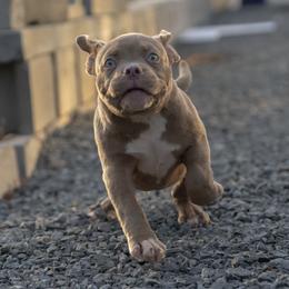 Dynamite - Red male American Bully puppy in Puyallup, Washington from Gamer Bullyz