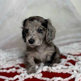 Apple - Dapple male Dachshund puppy in Kingman, Arizona from Diddle Bros Dachshunds